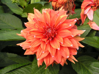 2-