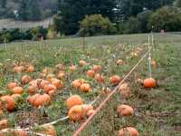 Pumpkin field