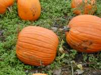 Pumpkins