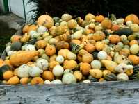 Gourds