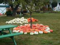 Red and white pumpkins