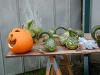 Gourds