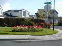Portland tulips