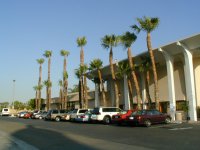 L A palm trees