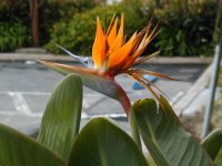 Bird of Paradise flower at San Francisco Motel