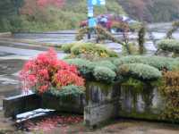 Garden scene