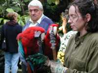 Red Parrots