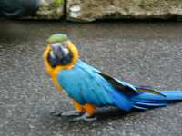 Blue parrot