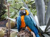 Blue parrots