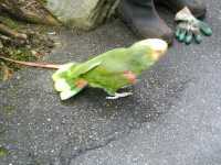 Green parrot