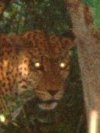Leopard1