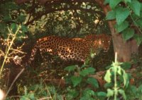 Rona's leopard