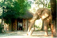 Visiting elephant with Rona &  Claire stranded