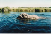 Same elephant leaving safari camp site