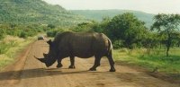 Rhino road block