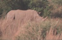 Rhino