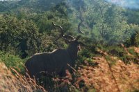 Kudu horns