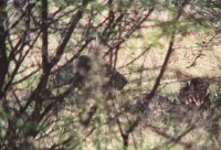 Lion with kill