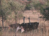 Ostriches