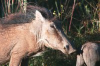 Warthog