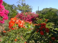 Botswana garden 1