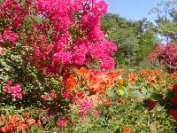 Botswana garden 2