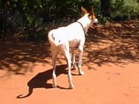 Caleb, Kalahari Hound
