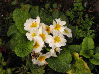 4-