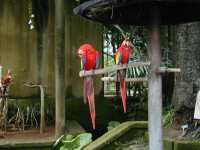 Parrots