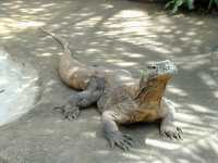 Kimodo dragon