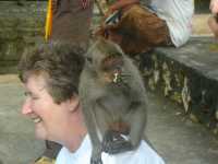 A pair of monkeys