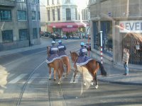 Police horses