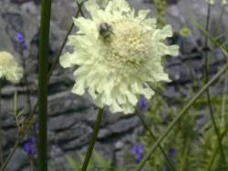 Bee on Scabious