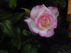Christines Rose