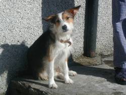 The Keiss dog paying attention