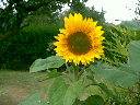 sunflower1
