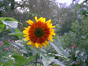 sunflower2