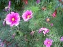 cosmos1