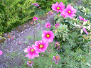 cosmos2