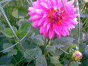 dahlia1
