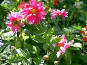 dahlia2