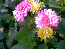 dahlia3