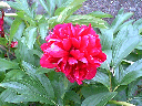 peony