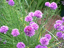 chives