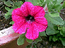 petunia