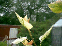 foliage tree
