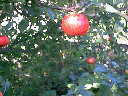Discovery apple
