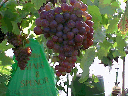 grapes1
