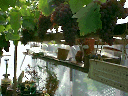 grapes2