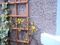 Winter flowering Jasmine in early January